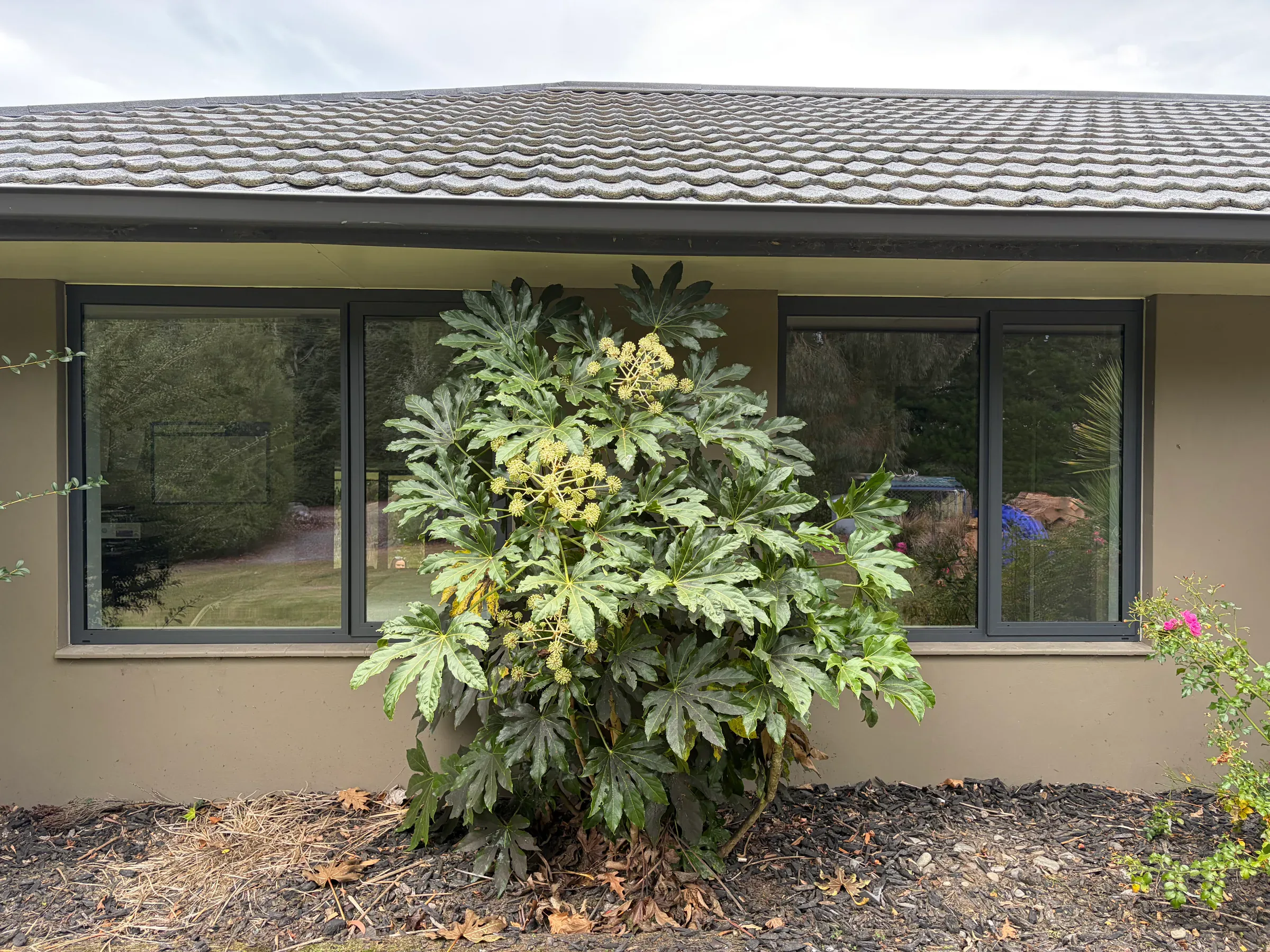 West Melton replacement photo